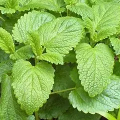 Fresh green lemon balm leaves